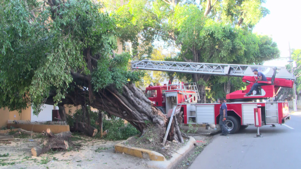 Ventarrón causa daños en el Malecón de Santo Domingo; autoridades intervienen árboles y refuerzan seguridad