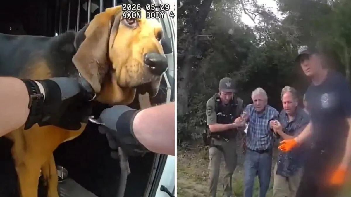 Perro policía rescata a hombre de 96 años desaparecido en Florida