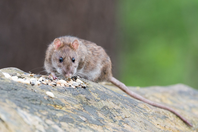 OMS considera bajo el riesgo global por brote de hantavirus en crucero MV Hondius