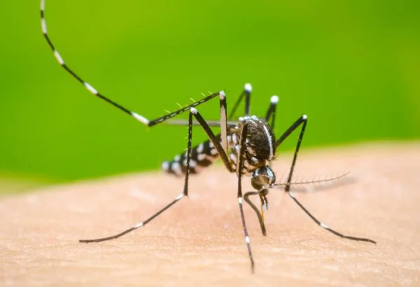 Salud Pública reporta 111 casos de dengue en 2026 y advierte aumento de COVID-19 en el país