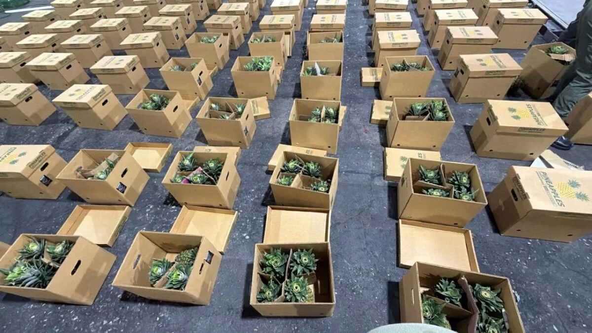 DNCD ocupa 121 láminas de presunta cocaína ocultas en cargamento de piñas con destino internacional