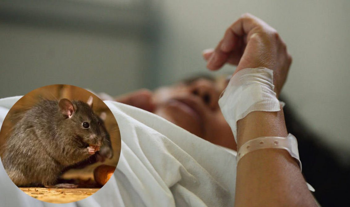 Salud Pública reporta 14 muertes por leptospirosis y alerta por aumento de casos en el país