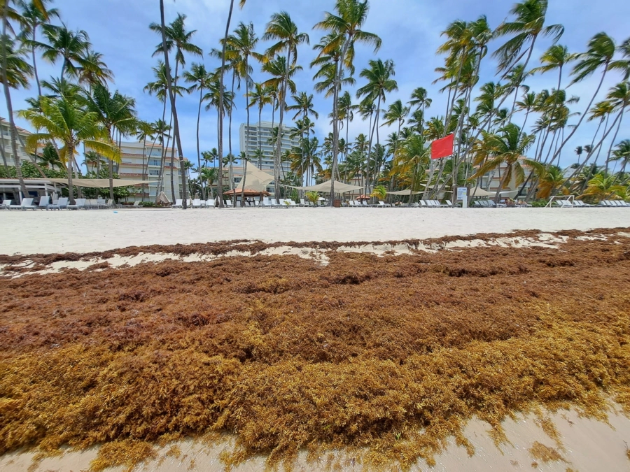 Sargazo vuelve a invadir playas del Este y genera preocupación en el sector turístico