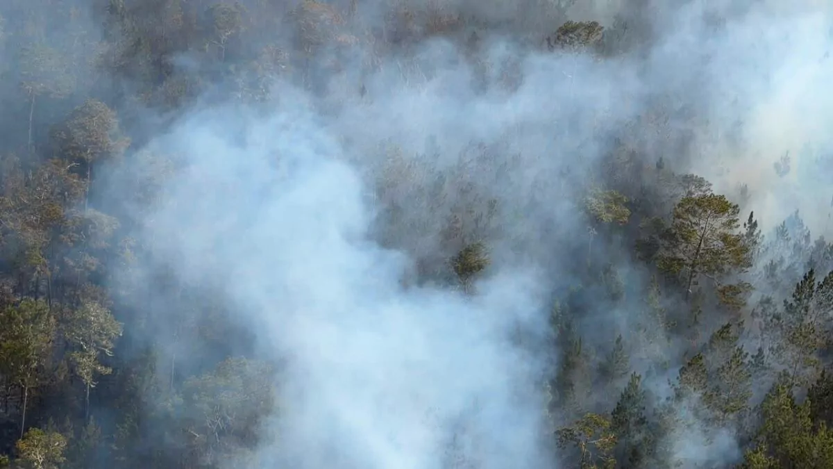 Más de 120 bomberos combaten incendio forestal en la Sierra de Bahoruco