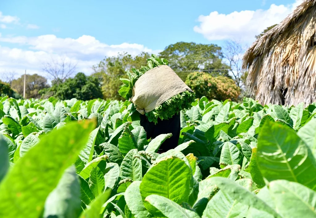 Exportaciones de tabaco superan los US$1,359 millones y fortalecen la economía dominicana