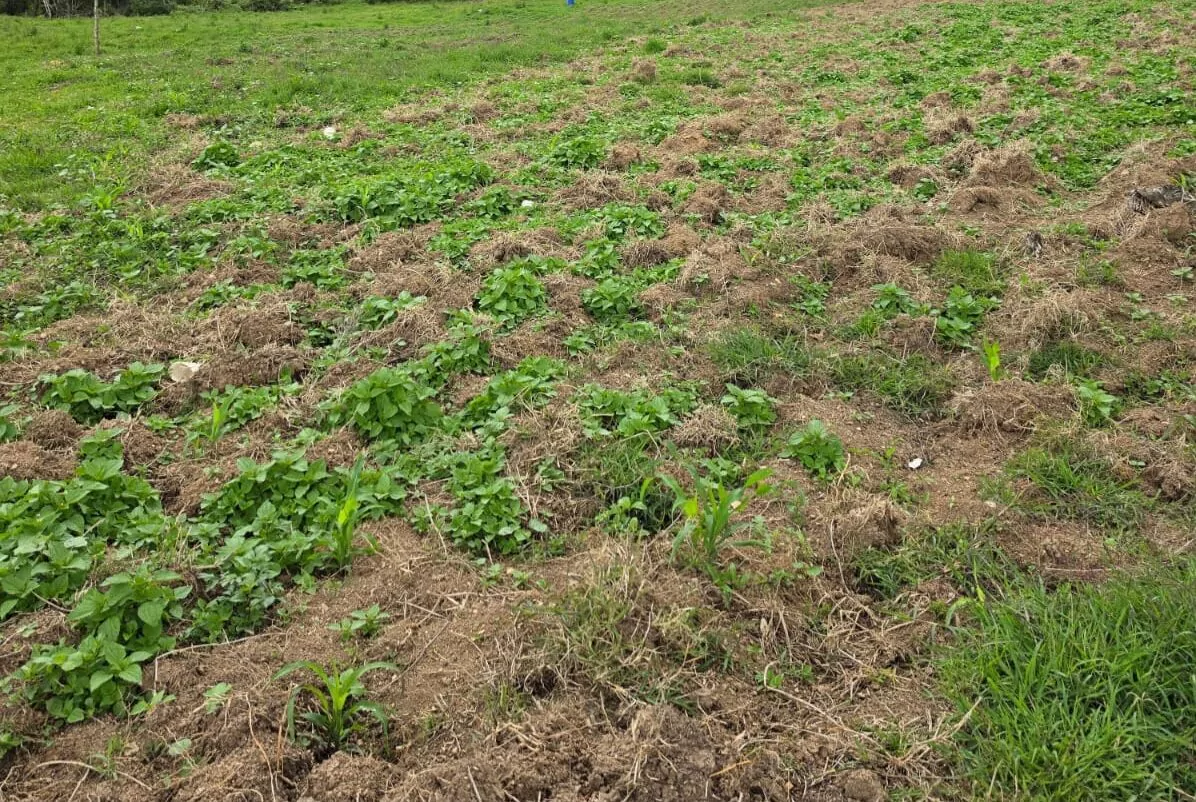 DNCD desmantela plantación de marihuana en zona montañosa de San José de Ocoa