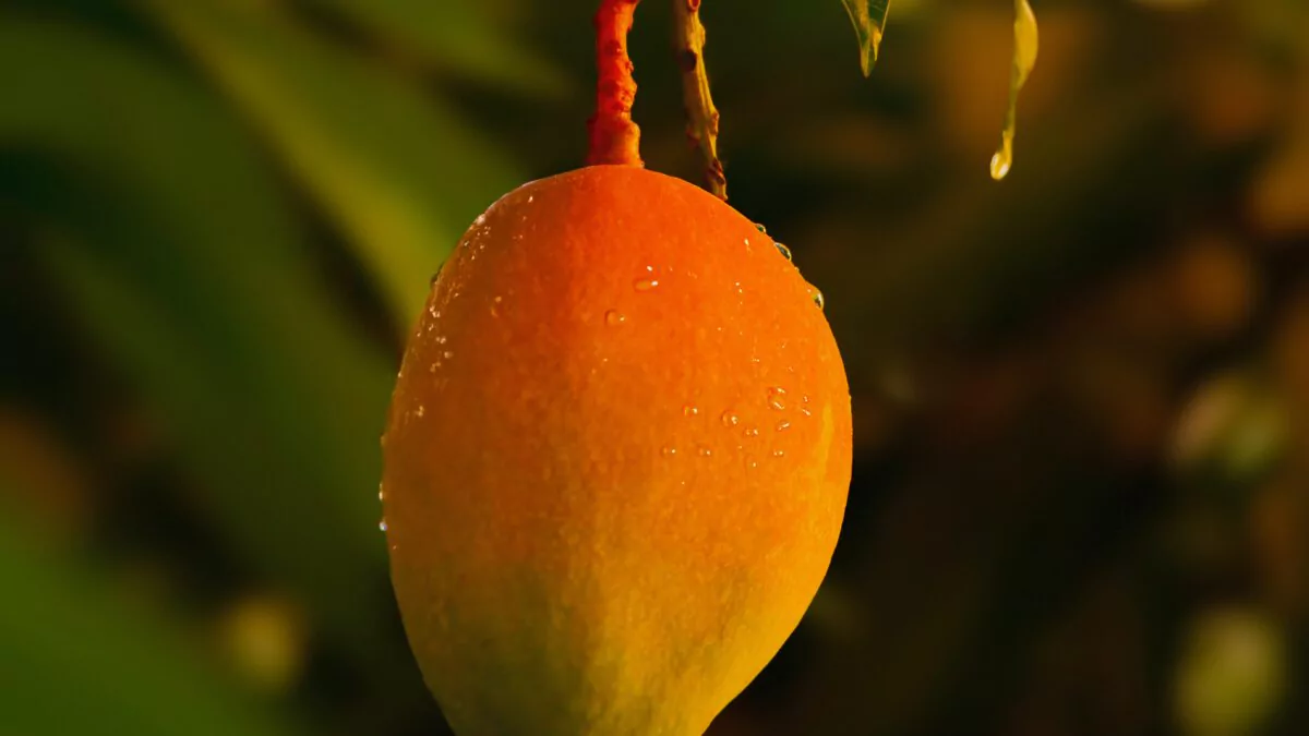 Suspensión de exportaciones de mango a EE.UU. genera preocupación entre productores dominicanos