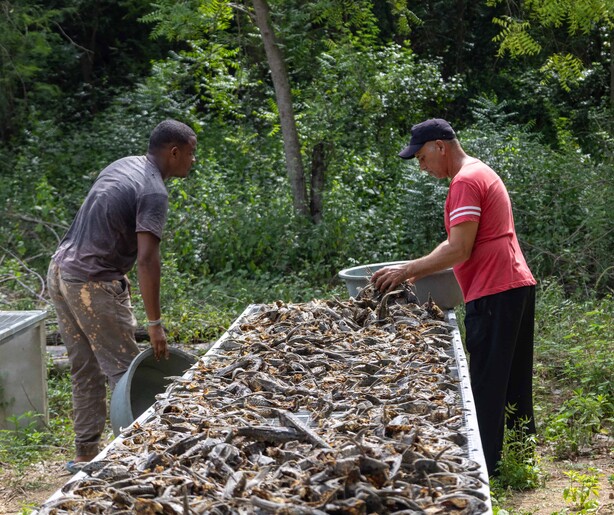 Pescadores de Montecristi convierten al “pez diablo” en una alternativa económica ante la amenaza ambiental en Laguna Saladilla