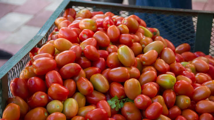 Azua es declarada “Capital del Tomate” en medio de críticas por prioridades del Congreso