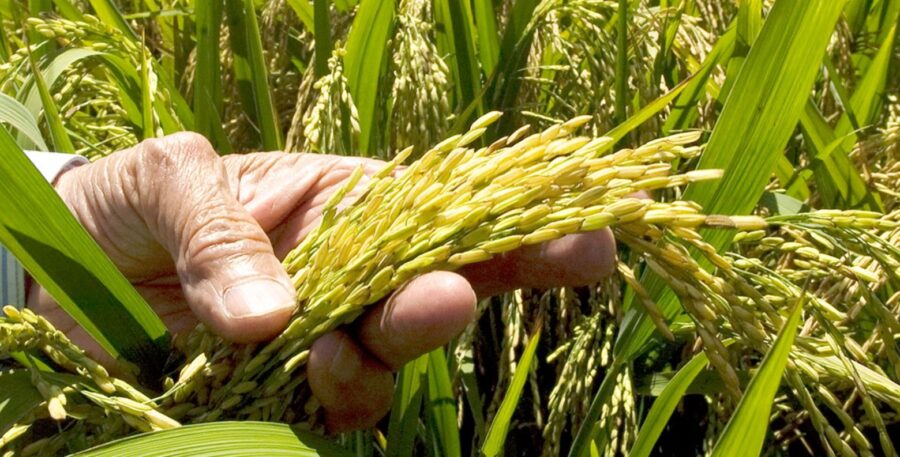 EE.UU. y República Dominicana chocan por el futuro del mercado del arroz tras fin de protección del DR-Cafta