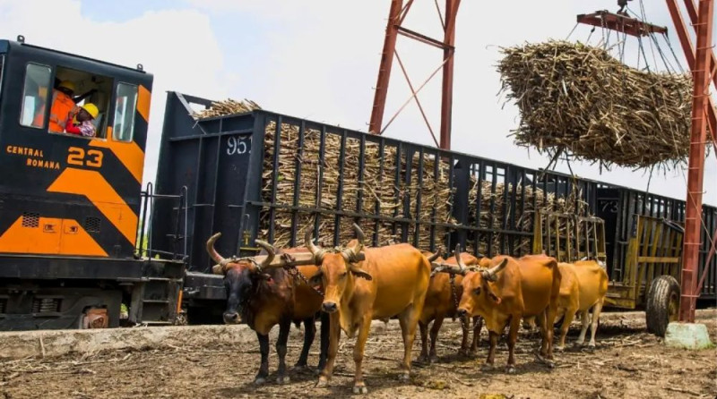 Central Romana rechaza acusaciones de trabajo forzoso en campos de caña