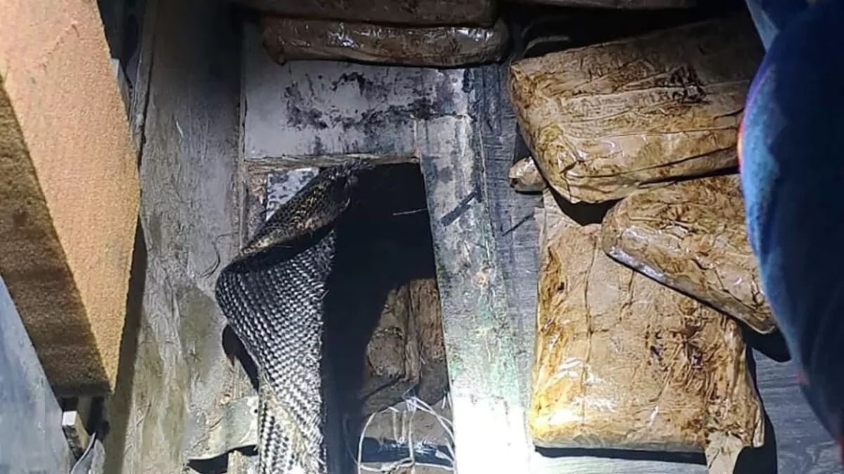 México decomisa 18 kilos de fentanilo y heroína ocultos en un autobús en Sonora
