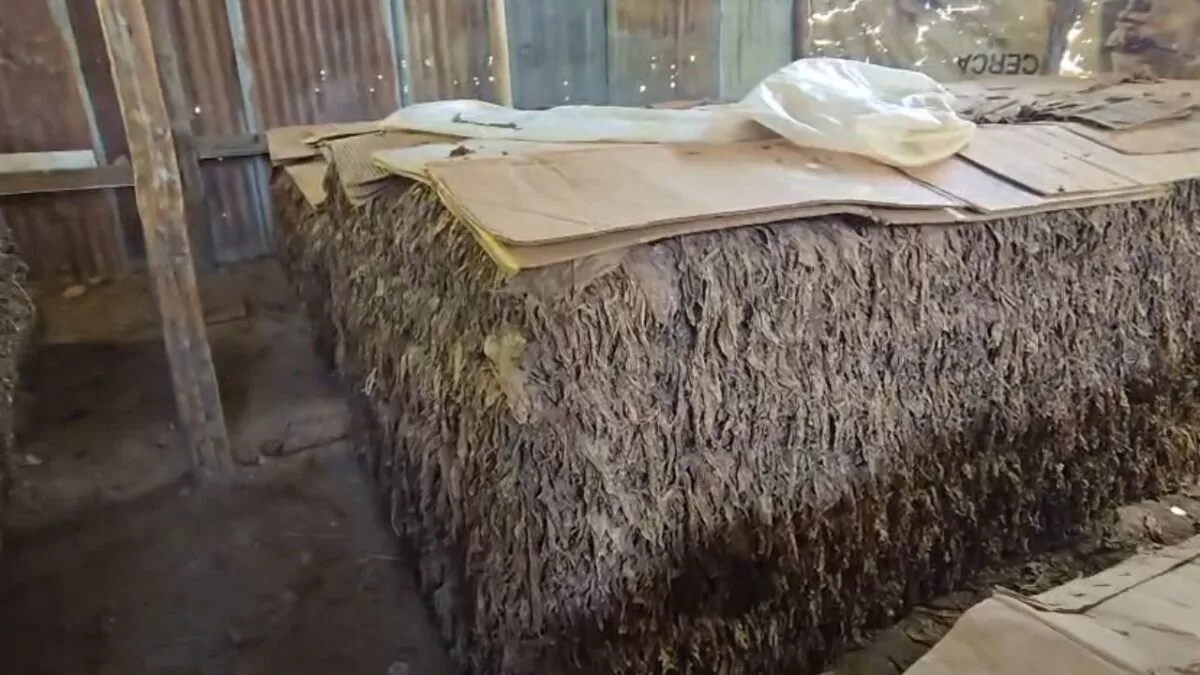 Productores de tabaco de Villa González denuncian paralización de la cosecha