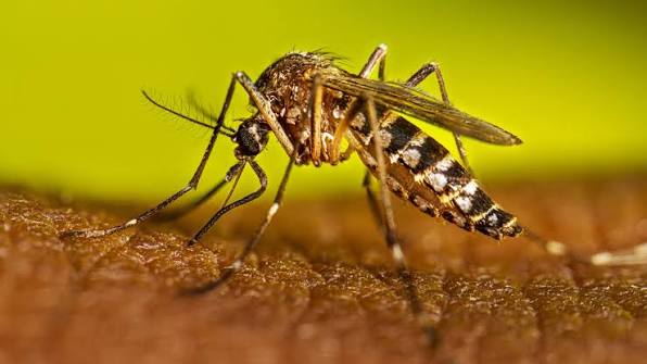 Dengue registra aumento de casos, pero Salud Pública afirma que se mantiene dentro de niveles esperados