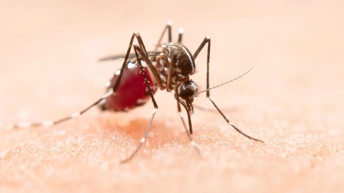 Malaria deja tercera víctima mortal en brote registrado cerca del aeropuerto de Fráncfort