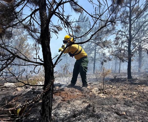 Incendio en la Sierra de Bahoruco lleva cinco días y moviliza a más de 160 brigadistas