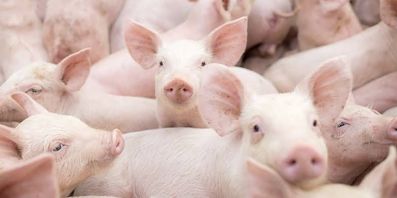 Ganadería entrega RD$15 millones a productores afectados por la fiebre porcina africana