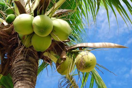 El coco: un fruto tropical que aporta nutrientes y beneficios para la salud