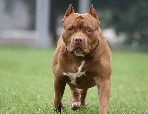 Investigan muerte de niño de cuatro años atacado por un pitbull mientras estaba al cuidado de su madrina